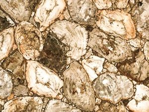 White Petrified Wood Retro