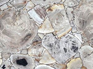 White Petrified Wood