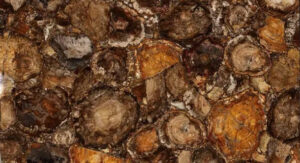 brown petrified wood round