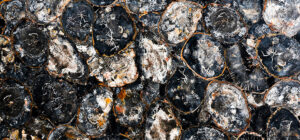 black petrified wood round
