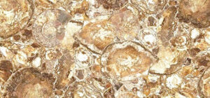beige petrified wood round