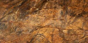 Rain forest brown