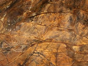 Rain forest brown