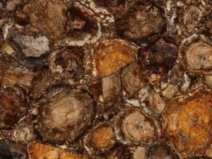 brown petrified wood round