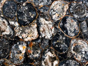 black petrified wood round
